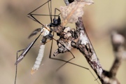 Crane Fly (zc) (Tipulidae sp)